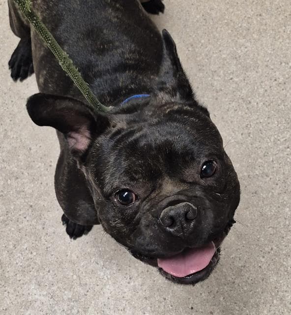 Butterball - French Bulldog