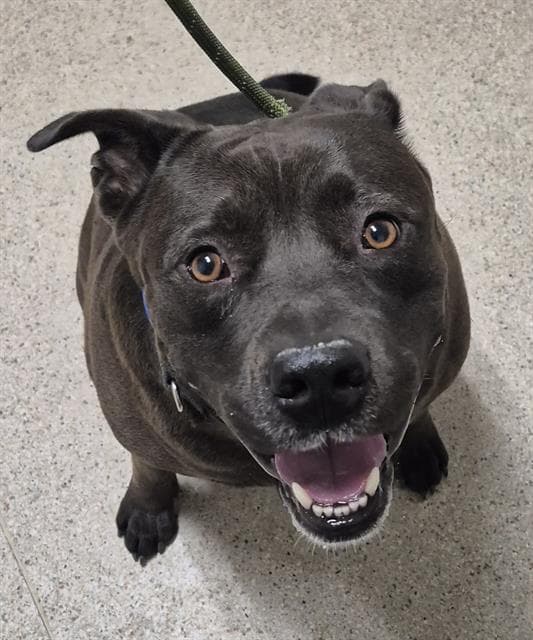 Emmet - Pit Bull Terrier