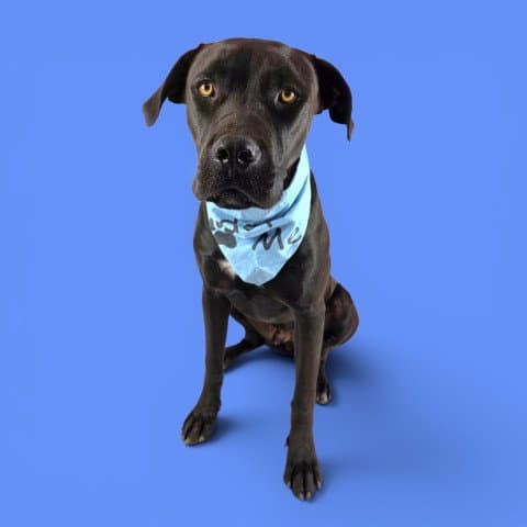 Panther - Pit Bull Terrier