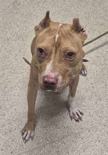 Sherrie - Pit Bull Terrier