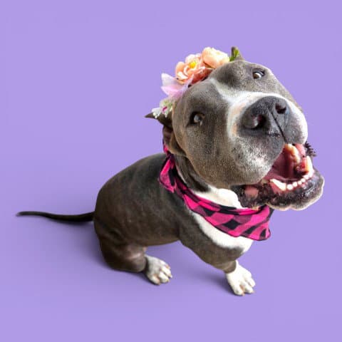 Junnie - Pit Bull Terrier