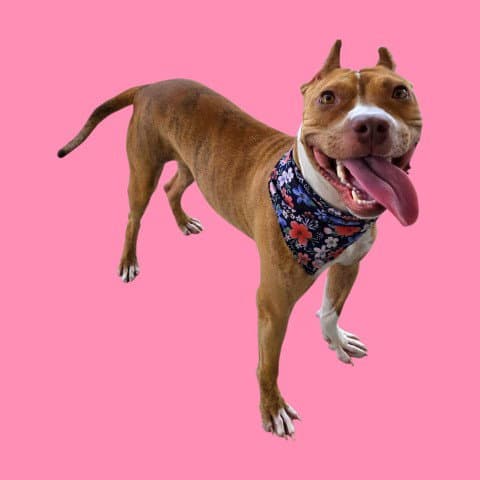Cherrie - Pit Bull Terrier