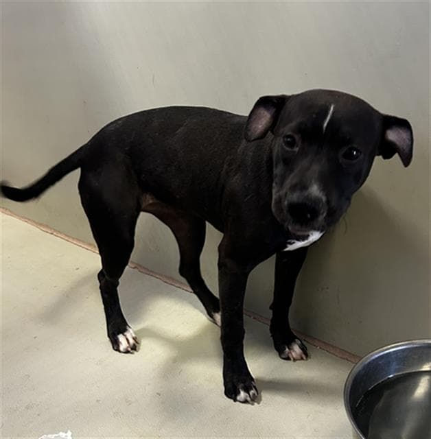 Unknown - Pit Bull Terrier