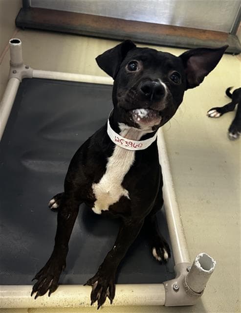 Unknown - Pit Bull Terrier