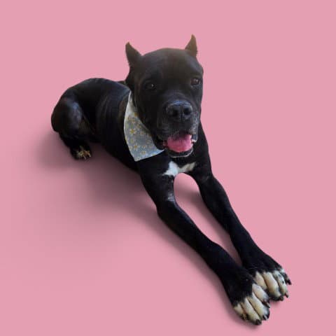 Shy - Cane Corso Mastiff