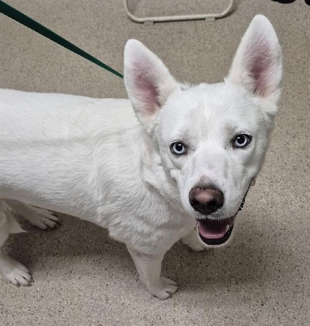 Arya - Husky