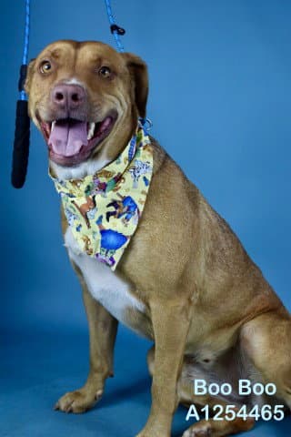 Booboo - Pit Bull Terrier