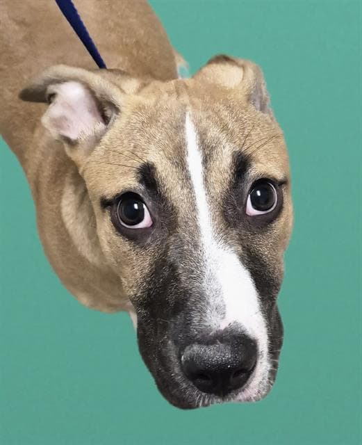 Hamilton - Pit Bull Terrier