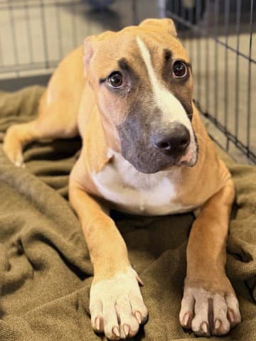 Hamilton - Pit Bull Terrier