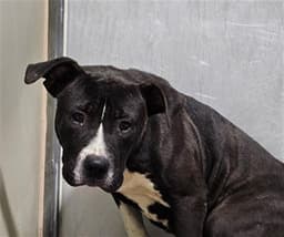 Murphy image 1