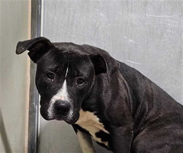 Murphy - Pit Bull Terrier