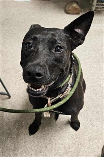 Gypsy - Pit Bull Terrier