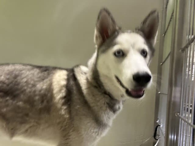 Siren - Siberian Husky