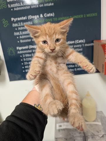 Milo - Domestic Short Hair