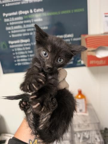 Louie - Domestic Short Hair