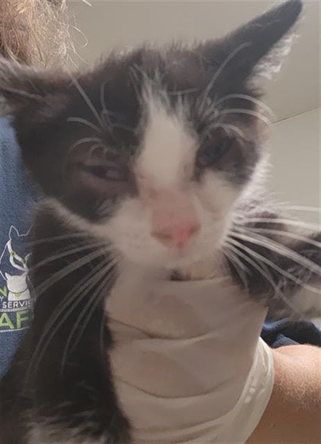 Flora - Domestic Short Hair