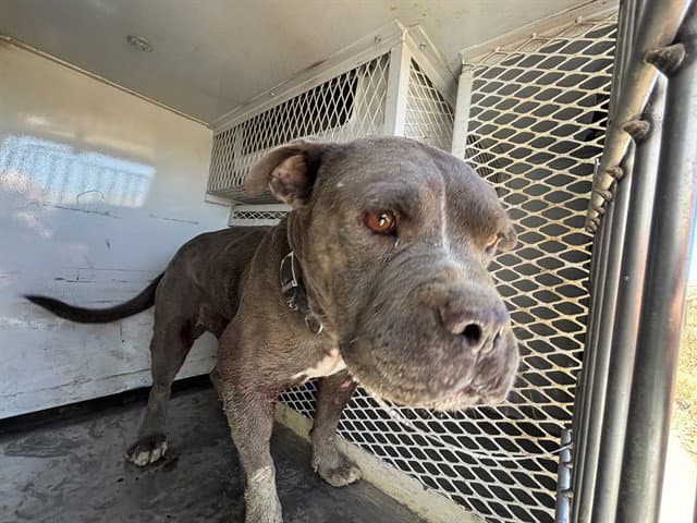 Manny - Pit Bull Terrier