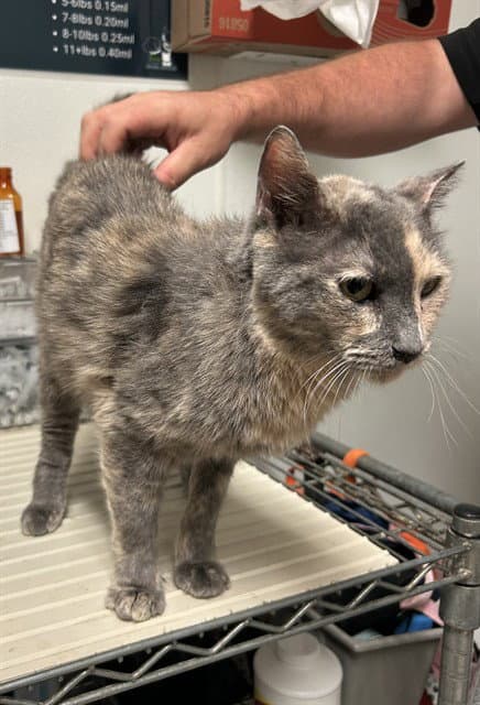 Armadillo - Domestic Short Hair