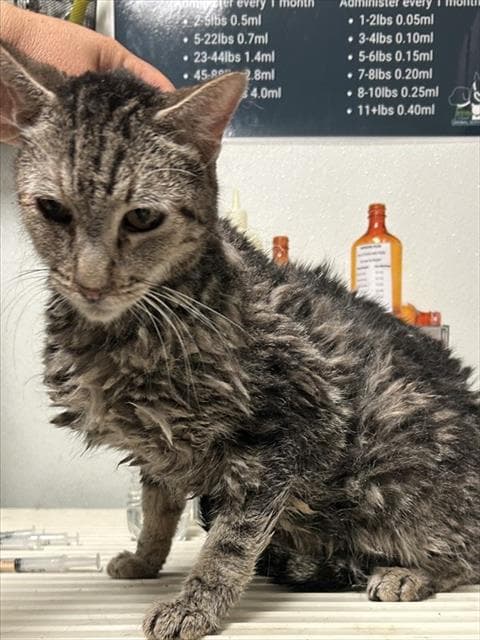 Camel - Domestic Short Hair
