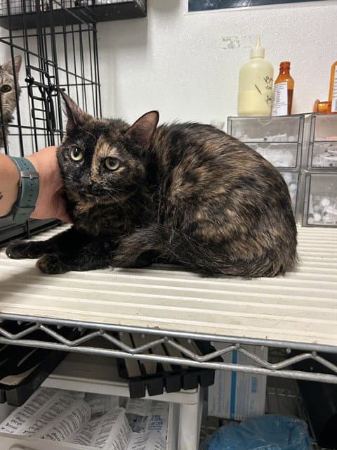 Bat - Domestic Short Hair