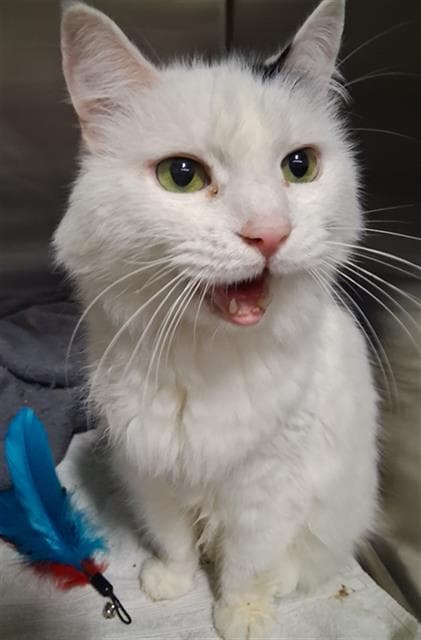 Shark - Domestic Long Hair