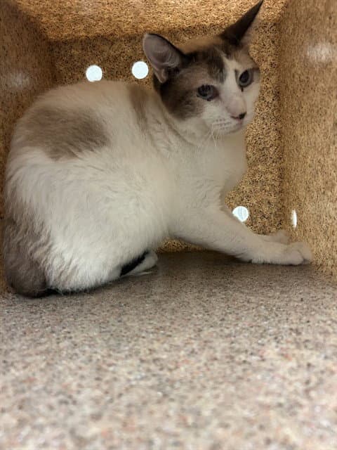 Fish - Domestic Short Hair