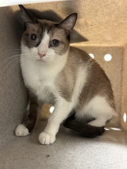 Cat Cat image 1