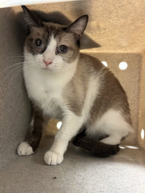Cat Cat - Domestic Short Hair