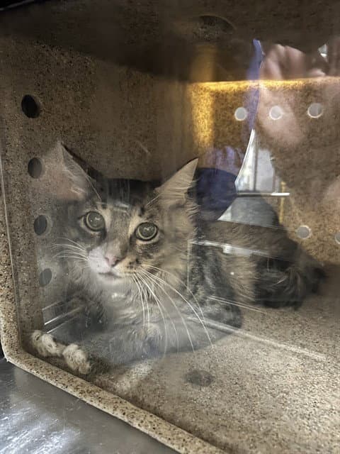 Alligator - Domestic Medium Hair