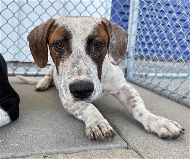 Cooper - Basset Hound
