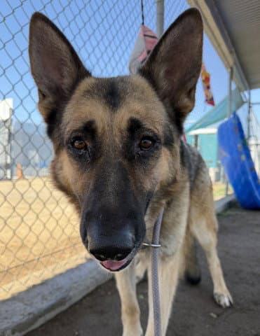 Bronx - German Shepherd Dog