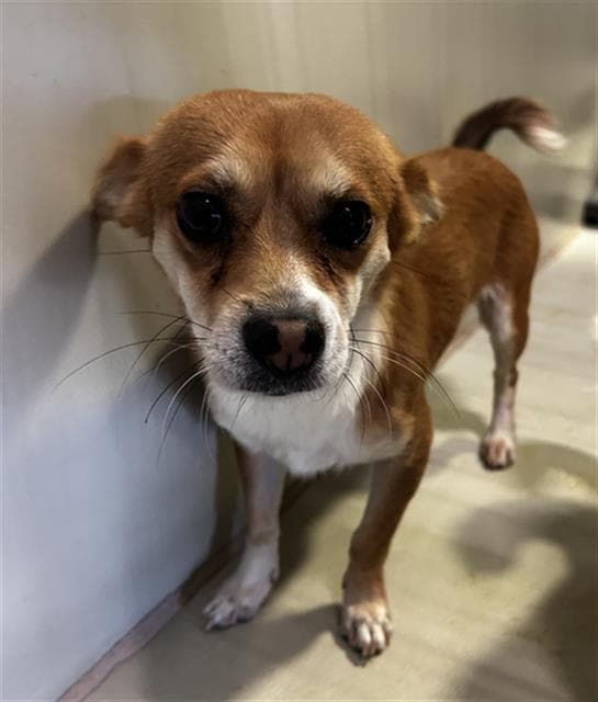 Monty - Chihuahua