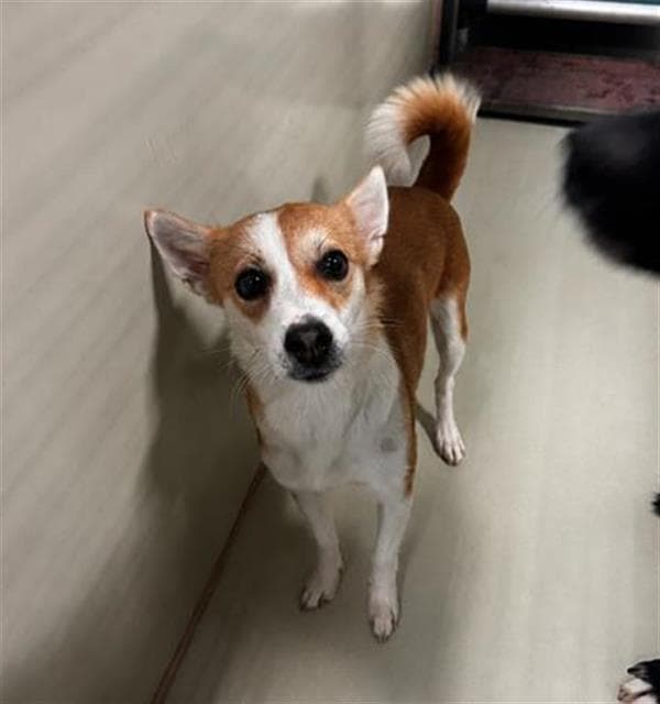 Marie - Chihuahua