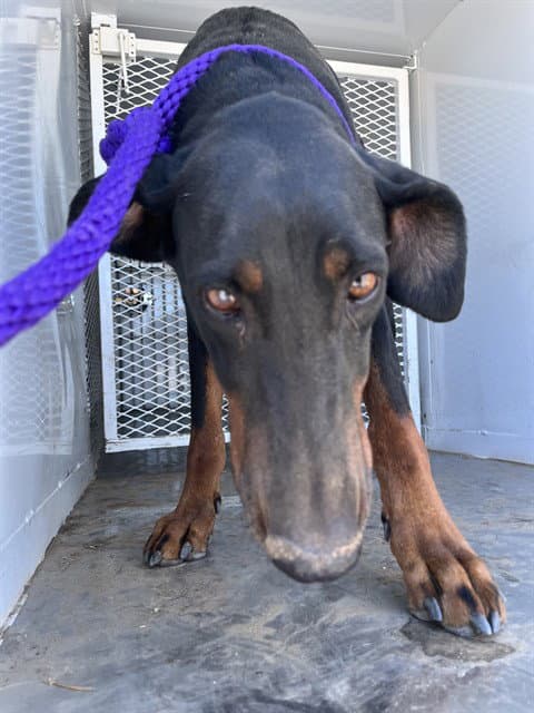 Apollo - Doberman Pinscher