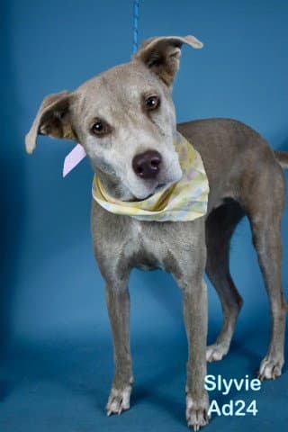 Sylvie - Whippet