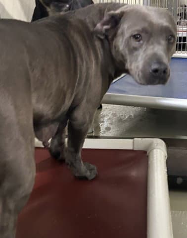 Sierra - Pit Bull Terrier