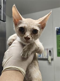 Beavis image 1