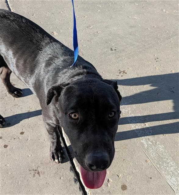 Hades - Labrador Retriever