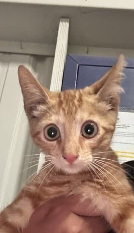 Dorito