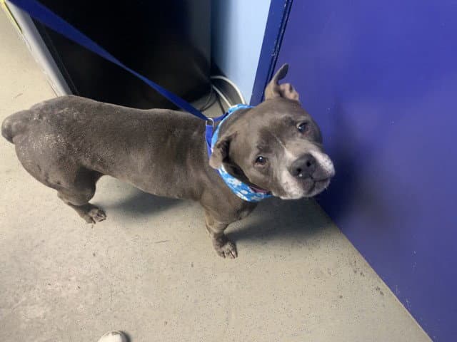 Bubbles - Pit Bull Terrier