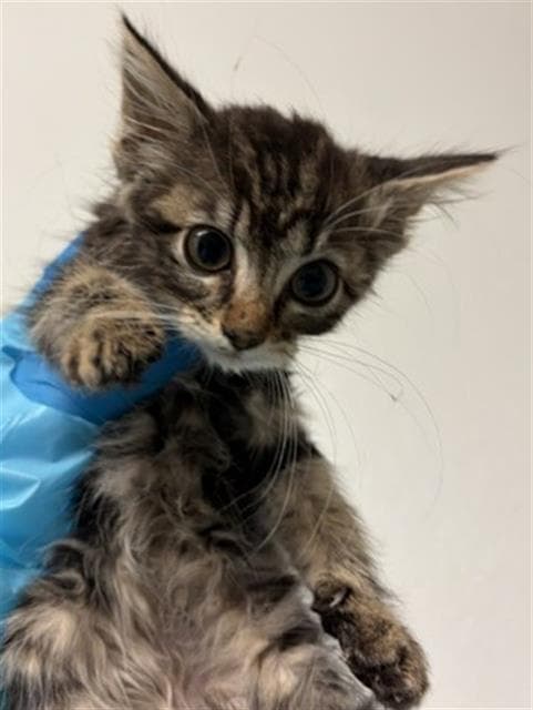 Sabrina - Domestic Medium Hair