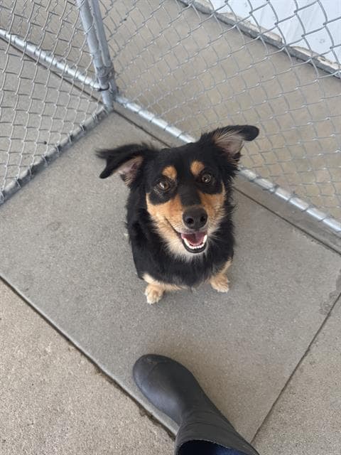 Coco - Chihuahua