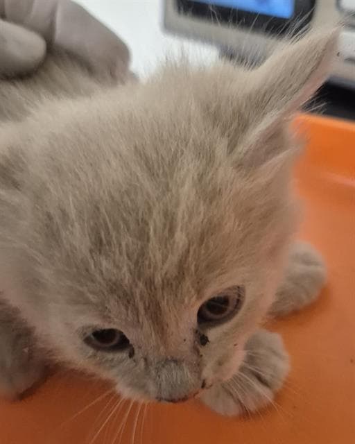 Rufus - Domestic Short Hair