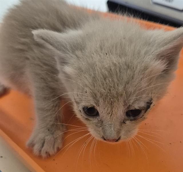 Star - Domestic Short Hair