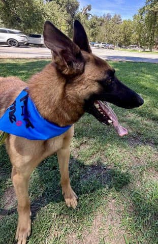 Slinky - Belgian Shepherd Malinois