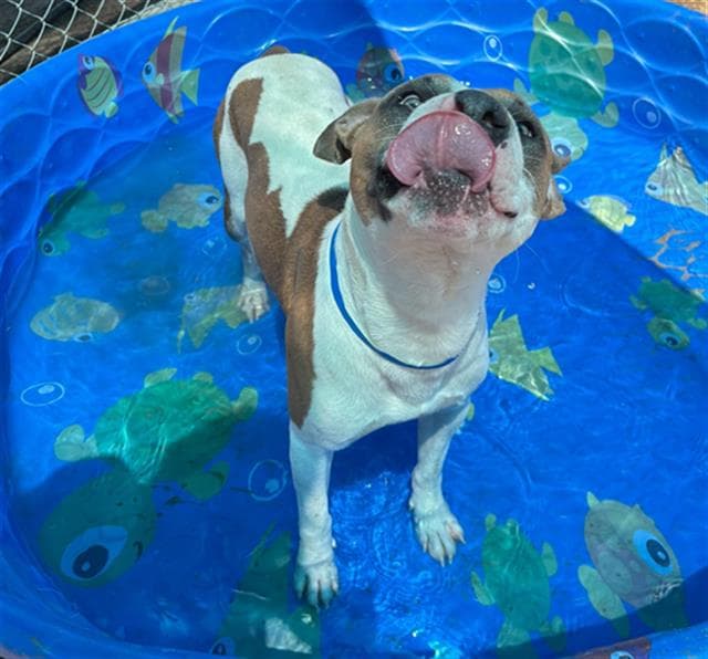 Hart - Pit Bull Terrier