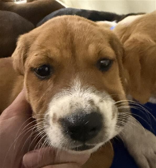 Cheesecake - Labrador Retriever