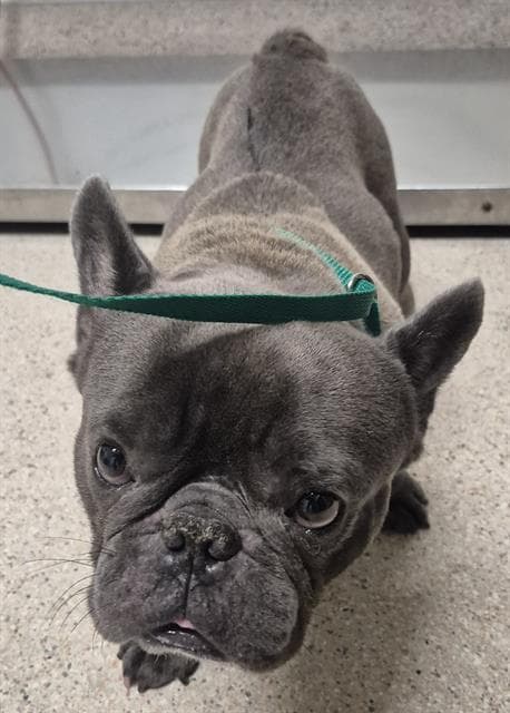 Bubba Ganoosh - French Bulldog