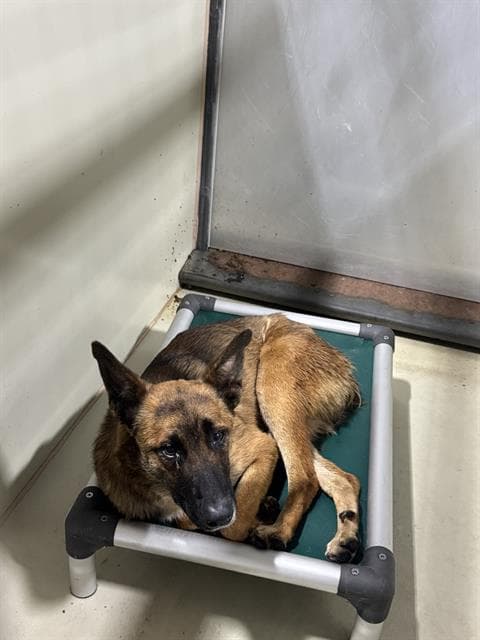 Nugget - Belgian Shepherd Malinois