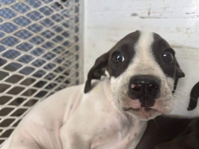 Jericho - Pit Bull Terrier